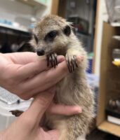 ミーアキャットベビー♂（2026年5月産まれ）超べた馴れ♪の画像10
