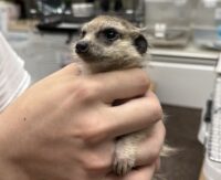 ミーアキャットベビー♂（2026年5月産まれ）超べた馴れ♪の画像11
