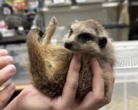 ミーアキャットベビー♂（2026年5月産まれ）超べた馴れ♪の画像8