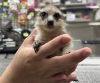 ミーアキャットベビー♂（2026年5月産まれ）超べた馴れ♪の画像3