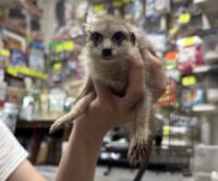 ミーアキャットベビー♂（2026年5月産まれ）超べた馴れ♪の画像12