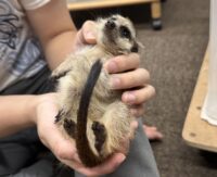 ミーアキャットベビー♂（2026年5月産まれ）超べた馴れ♪の画像9