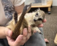 ミーアキャットベビー♂（2026年5月産まれ）超べた馴れ♪の画像13