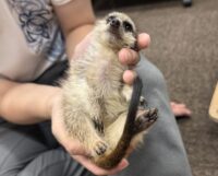 ミーアキャットベビー♂（2026年5月産まれ）超べた馴れ♪の画像1