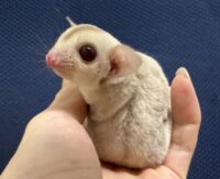 フクロモモンガの画像2