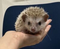 ハリネズミ（カナダ産：シナモン♂ ）超懐っこいです♪の画像1