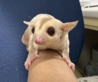 フクロモモンガの画像1