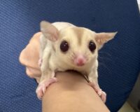 フクロモモンガの画像6
