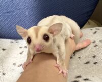 フクロモモンガの画像11