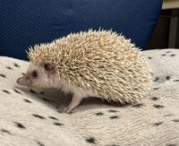 ハリネズミ（カナダ産：シナモン♂ ）超懐っこいです♪の画像6