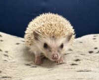 ハリネズミ（カナダ産：シナモン♂ ）超懐っこいです♪の画像2