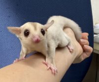 フクロモモンガの画像8