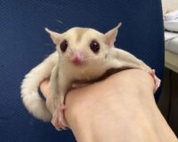 フクロモモンガの画像7