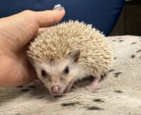 ハリネズミ（カナダ産：シナモン♂ ）超懐っこいです♪の画像3