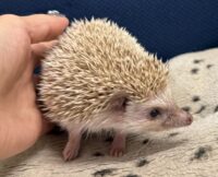 ハリネズミ（カナダ産：シナモン♂ ）超懐っこいです♪の画像5