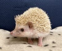 ハリネズミ（カナダ産：シナモン♂ ）超懐っこいです♪の画像7