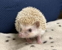 ハリネズミ（カナダ産：シナモン♂ ）超懐っこいです♪の画像9