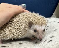 ハリネズミ（カナダ産：シナモン♂ ）超懐っこいです♪の画像8