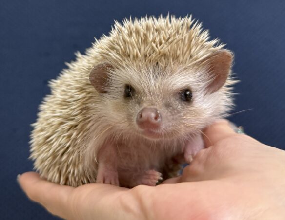 ハリネズミ（カナダ産：シナモン♂ ）超懐っこいです♪のメイン画像
