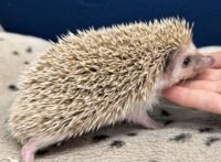 ハリネズミ（カナダ産：シナモン♂ ）超懐っこいです♪の画像10
