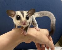 フクロモモンガの画像6