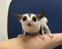 フクロモモンガの画像2