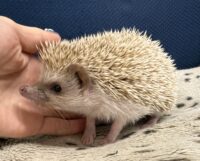 ハリネズミ（カナダ産：シナモン♂ ）超懐っこいです♪の画像4