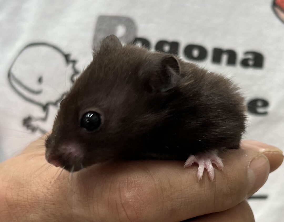 超可愛いベビー!ゴールデンハムスターのクロクマ♂ | ピュアアニマル