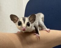 フクロモモンガの画像4
