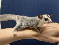 フクロモモンガの画像7