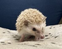 ハリネズミ（カナダ産：シナモン♂ ）超懐っこいです♪の画像11