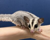 フクロモモンガの画像8