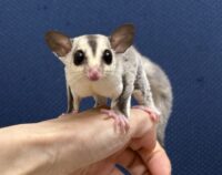 フクロモモンガの画像1