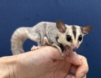 フクロモモンガの画像5