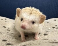 ハリネズミ（カナダ産：シナモン♀ ）超懐っこいです♪の画像1