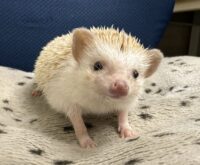 ハリネズミ（カナダ産：シナモン♀ ）超懐っこいです♪の画像4