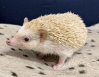 ハリネズミ（カナダ産：シナモン♀ ）超懐っこいです♪の画像6