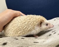 ハリネズミ（カナダ産：シナモン♀ ）超懐っこいです♪の画像8