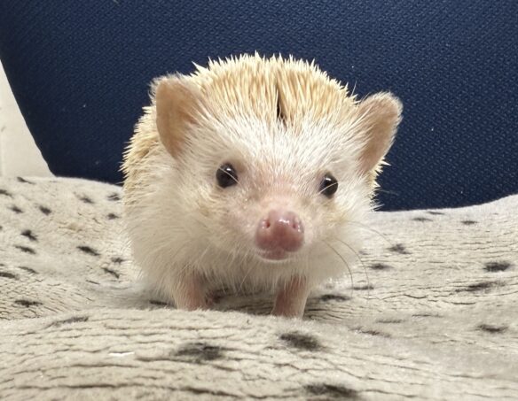 ハリネズミ（カナダ産：シナモン♀ ）超懐っこいです♪のメイン画像