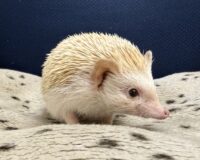 ハリネズミ（カナダ産：シナモン♀ ）超懐っこいです♪の画像9
