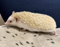 ハリネズミ（カナダ産：シナモン♀ ）超懐っこいです♪の画像7