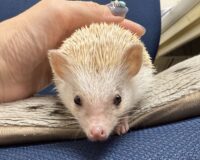 ハリネズミ（カナダ産：シナモン♀ ）超懐っこいです♪の画像3