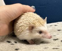 ハリネズミ（カナダ産：シナモン♀ ）超懐っこいです♪の画像5