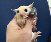 フクロモモンガの画像1