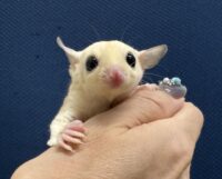 フクロモモンガの画像3