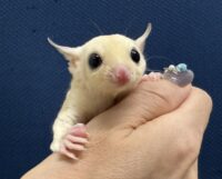 フクロモモンガの画像6