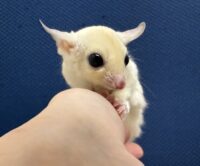 フクロモモンガの画像9
