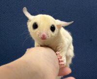 フクロモモンガの画像2