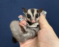 フクロモモンガの画像2