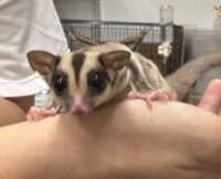 フクロモモンガの画像1